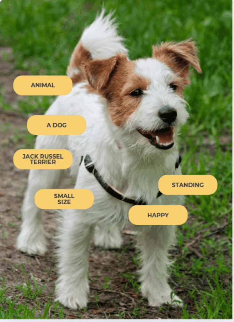 Illustration of data annotation services: Jack Russel Terrier on the picture - an example of a labelled picture.